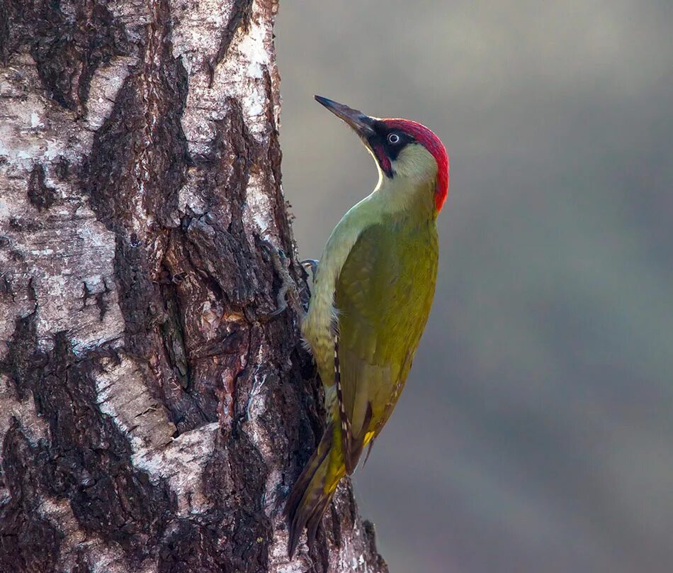 Picus viridis (зеленый дятел). Покажи зеленого дятла. Покажи зеленого дятла. Дятел зеленый определитель. Левайлантов зелёный дятел.