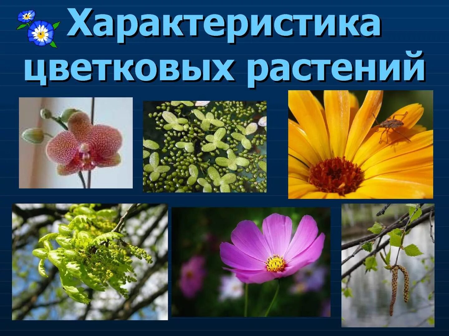 Многообразие семейств. Двудольные цветковые растения. Двудольные Покрытосеменные растения. Биология семейство покрытосеменных растений. Многообразие цветковых растений.