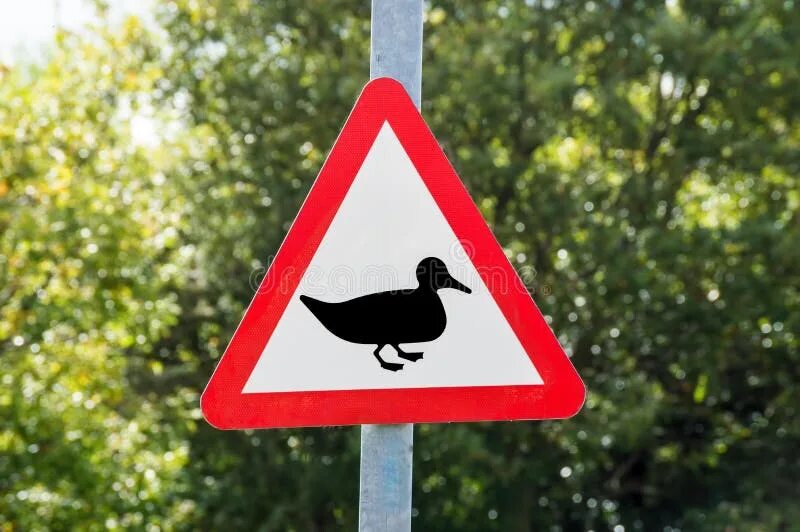 Знак с утками. Дорожный знак с утками. Знак уточки дорожный. Дорожный знак утка треугольный. Знак дорожный осторожно утка с утятами.