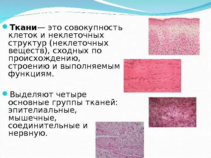 Ткань определение классификация. Классификация тканей гистология. гистологическое строение соединительных тканей. принципы классификации тканей в гистологии. структуры ткани гистология.