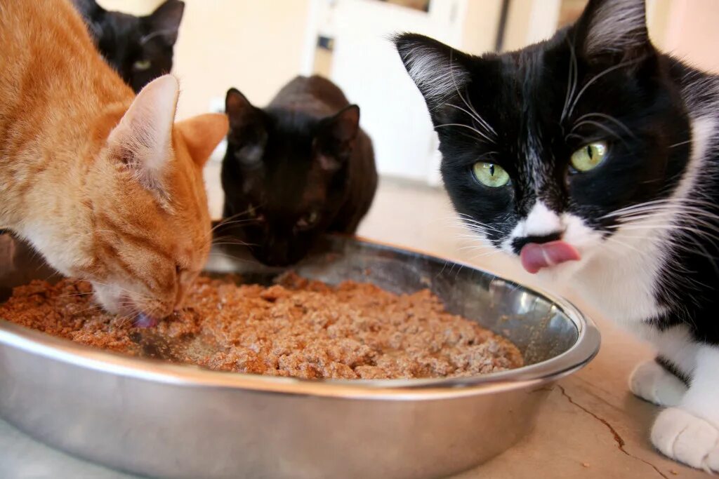 Кот рассыпал корм. Насыпают корм в миску. Корм для кошек. Кормление кошек. Сонник кормить кошек