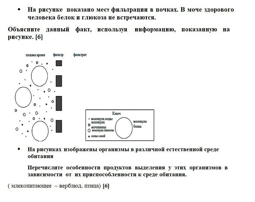 Почему в почках белок. Почки белок фильтрация. Механизм фильтрации в почках. Если в моче Глюкоза и белок. Фильтрация сахара в почках.