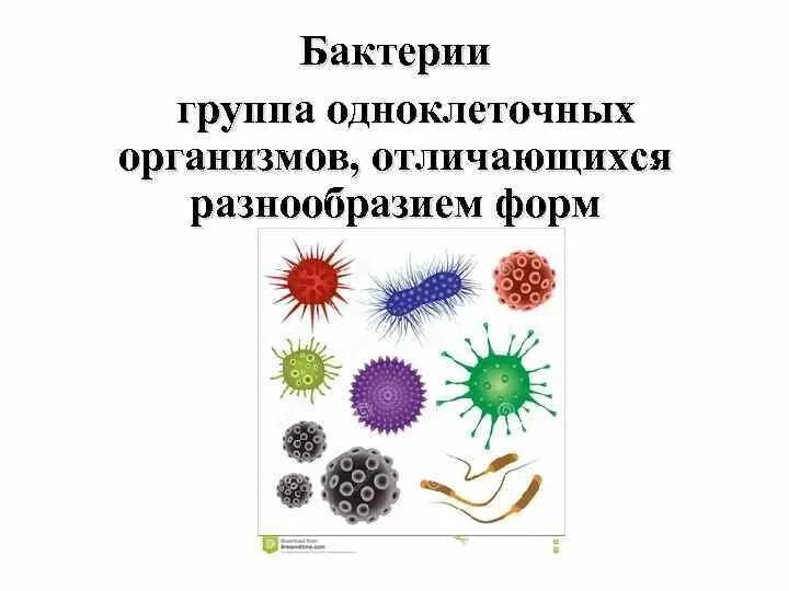 Представители царства бактерий. Царство бактерий названия. Представители царства бактерий 5 класс. Бактерии 5 класс.