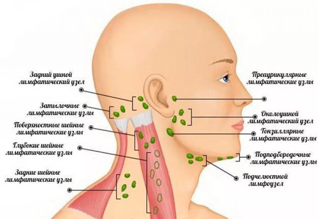 Что значит лимфоузел. Поднижнечелюстные лимфоузлы узлы. Шейные лимфатические узлы расположение. Переднешейные лимфоузлы расположение. Подчелюстные лимфоузлы строение.