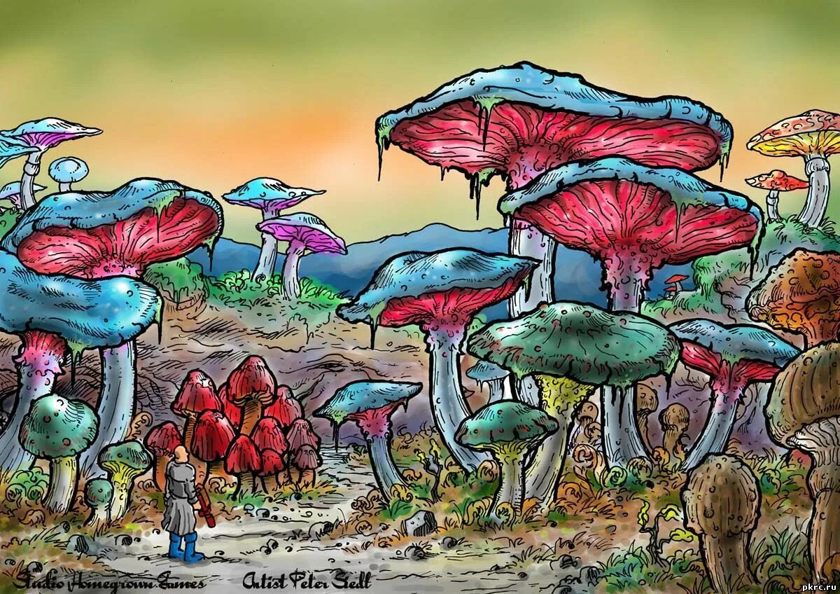 Magic Mushrooms Геншин. Машрумс Мазелов. Мухомор психоделика. Психоделика грибы. Mushroom глагол