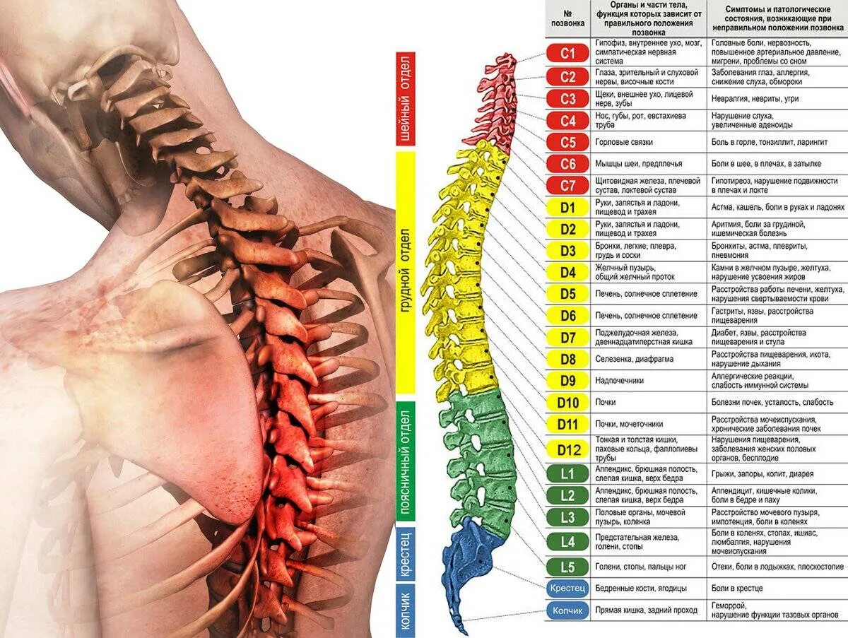 Боль в грудном отделе позвоночника. 7 Позвонок шейного отдела. Th7 позвонок отдел позвоночника. С5 с6 позвонки. 6 И 7 позвонки.