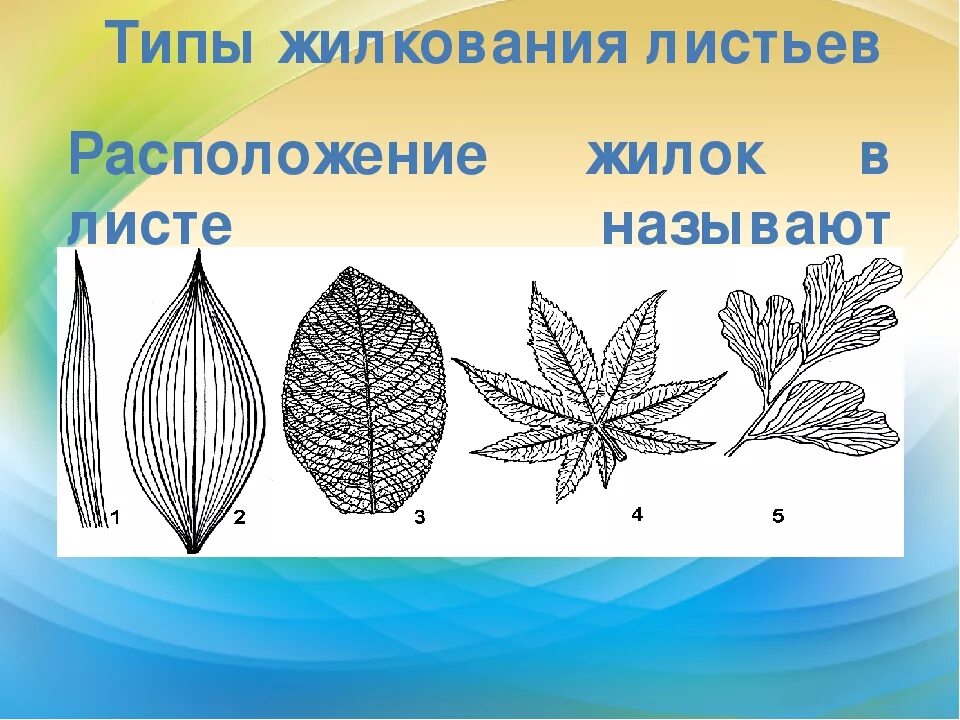 Сетчатое жилкование имеют. Типы жилкования листьев 6 класс биология. Типы жилкования листа 6 класс. Гербарий типы жилкования листьев. Тип листа жилкование листа.