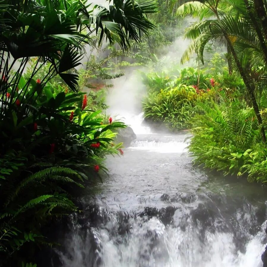 2 live natural. Чунцин тропические джунгли. Чунцин тропические джунгли река. Тропические заросли. Природа тропиков.