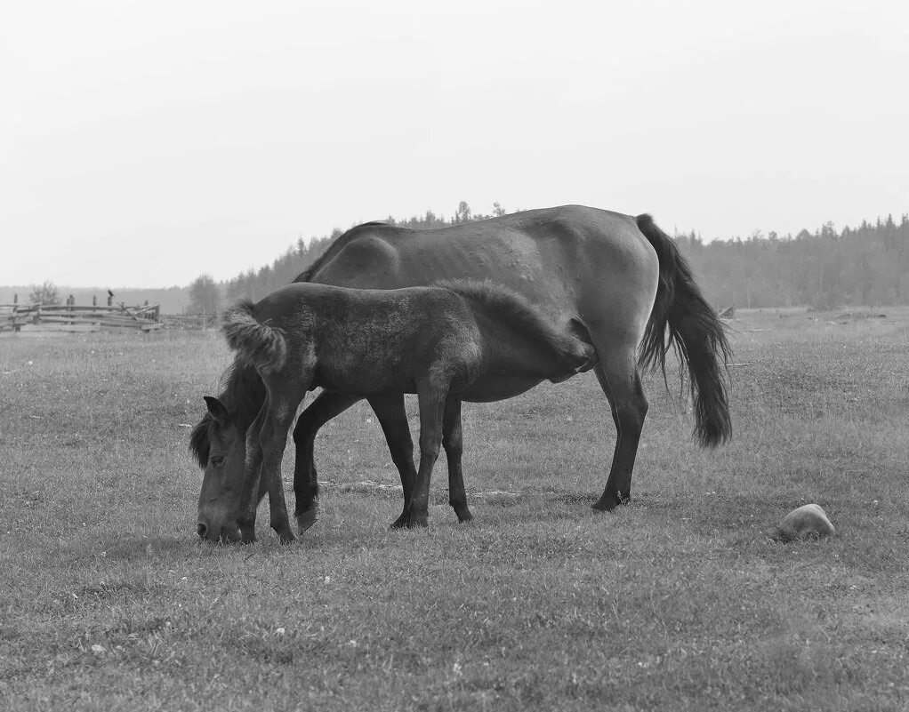 академия наук республики саха якутия. село чапаево республика саха якутия. чапаево саха якутия. фото кытыл дюра. чапаево саха якутия.