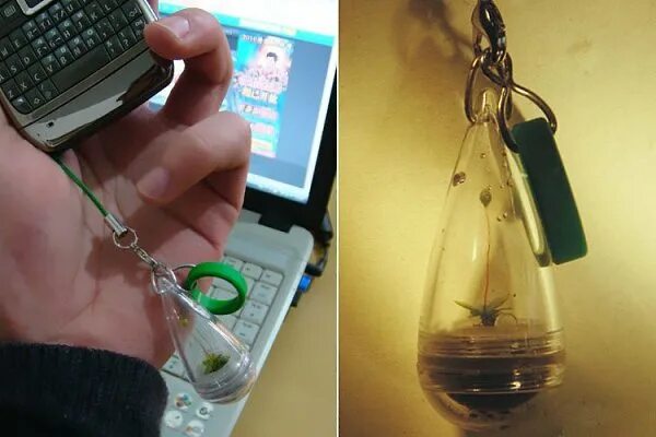 живой брелок. брелок черепашка. брелки с черепахами. брелок черепашка. живые брелки.