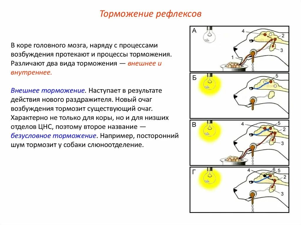 Торможение условных рефлексов. Торможение условных рефлексов по Павлову. Постоянный тормоз условных рефлексов. Условных рефлексах, торможении условных рефлексов..