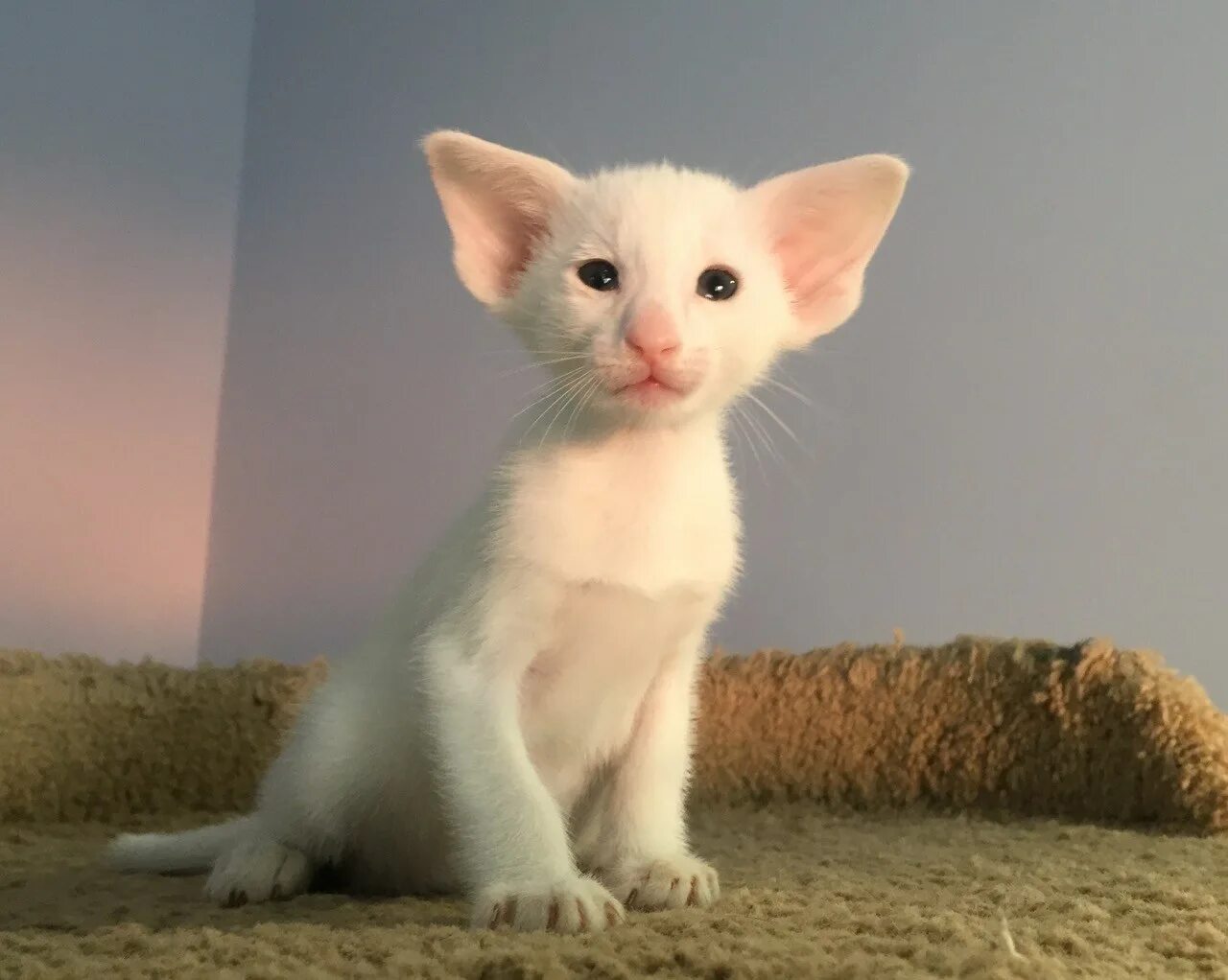 Котик с большими ушами. Ориентальная кошка. Ориентальная кошка рыжая. Порода ориентал добби. Котик с большими ушами.