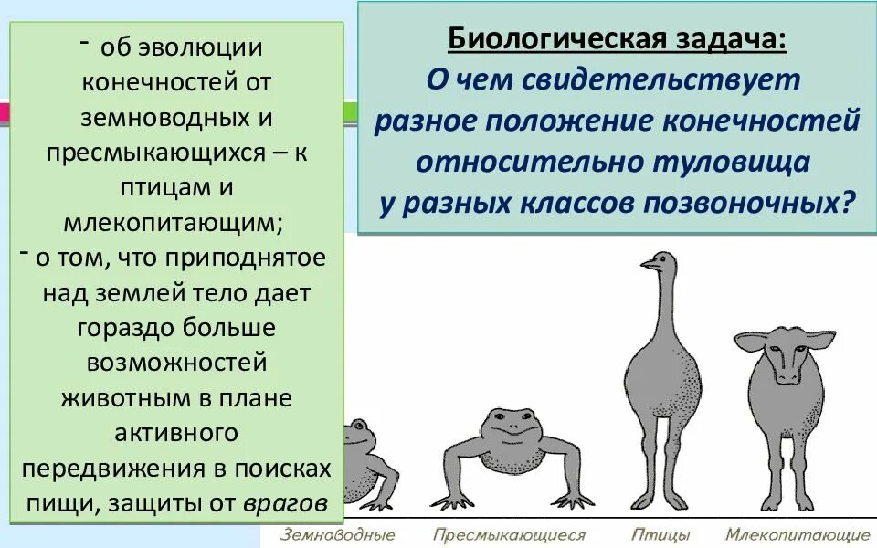 Защита позвоночных животных. Биологические задачи. Положение конечностей у разных позвоночных. Конечности млекопитающих. Расположение конечностей у млекопитающих.