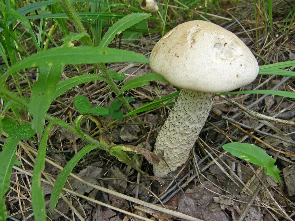 Подосиновик трубчатый гриб. Осиновик белый Leccinum percandidum. Белый гриб и подосиновик. Ложный подосиновик гриб. Белый подосиновик ложный.