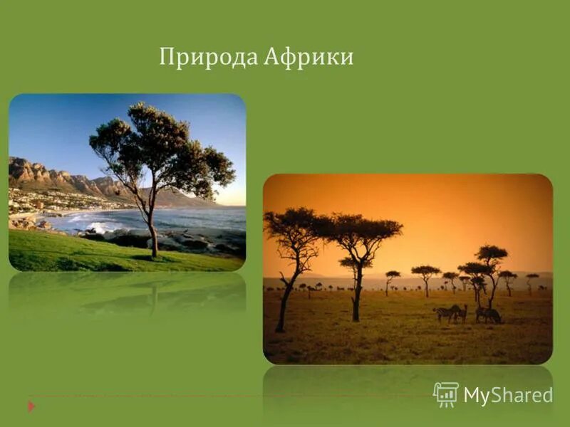 "заповедники и нац. влияние человека на природу африки. влияние деятельности человека на окружающую среду африка. влияние человека на природу заповедники и национальные парки. влияние человека на африку.