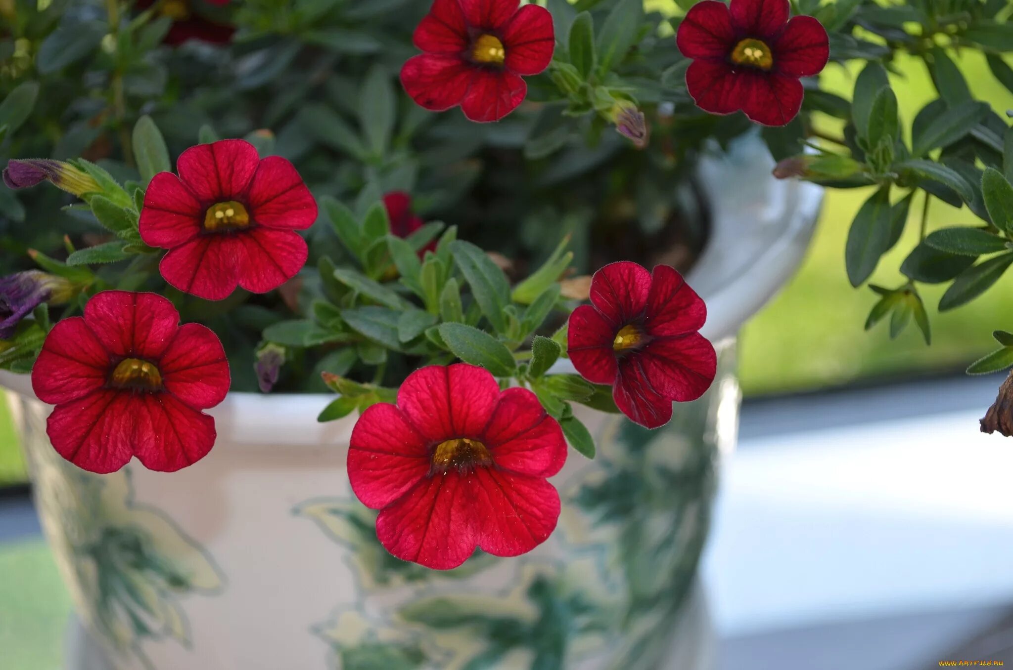 Калибрахоа double dark red. Калибрахоа кали магента. Калибрахоа noa. Калибрахоа aloha double orange. Калибрахоа супербелс.