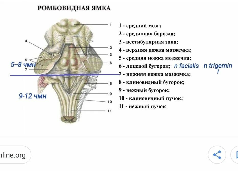 Ядра черепных нервов продолговатого мозга. Проекция ядер черепных нервов. Проекция ядер на ромбовидную ямку. Строение ромбовидной ямки анатомия. Ромбовидная ямка ядра черепных нервов.