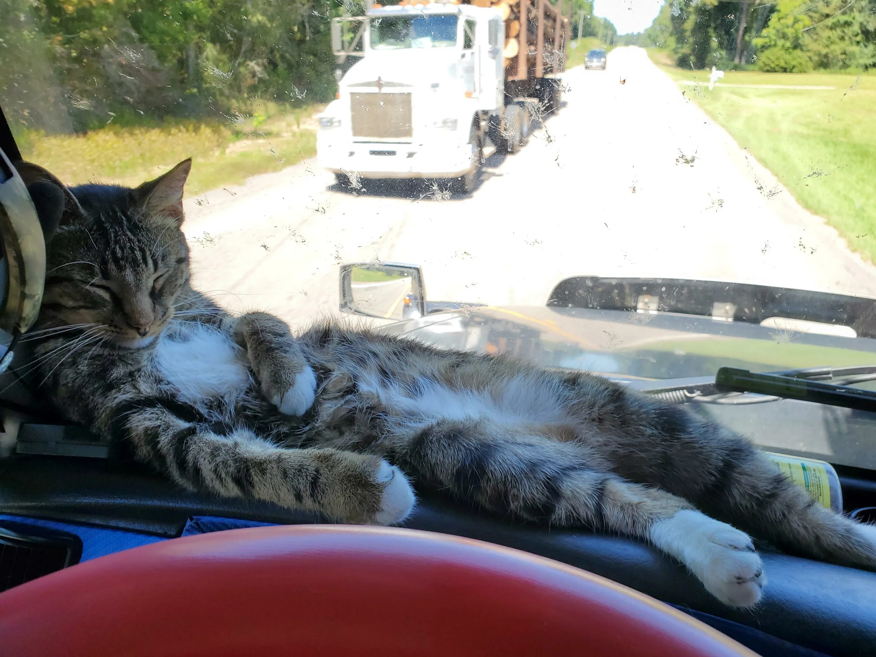 Коты ездят. Кот дальнобойщик. Кот в грузовике. Кот в фуре. Кот в кабине грузовика.