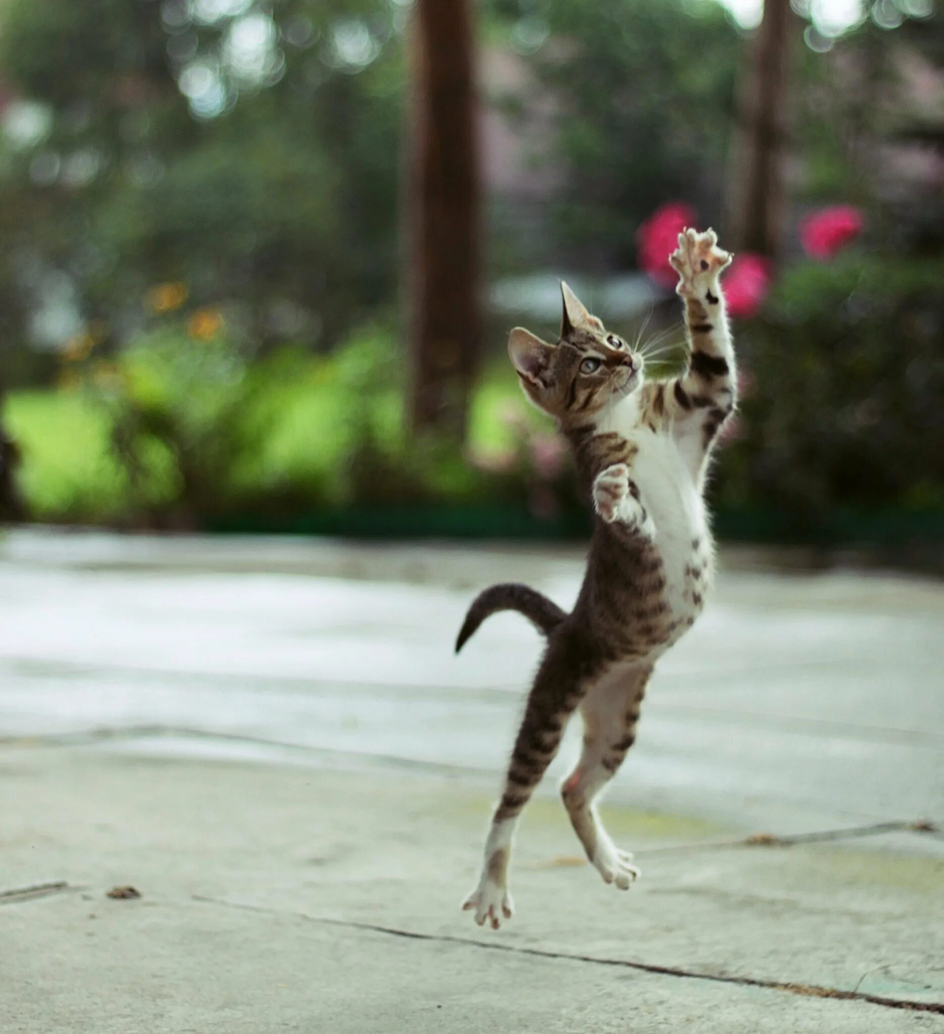 Скачущие коты