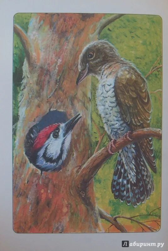 Сказку следопыт. Сказку следопыт. Георгий скребицкий обложки книг. Сказки следопыта георгий скребицкий книга. Георгий скребицкий сказки следопыта.