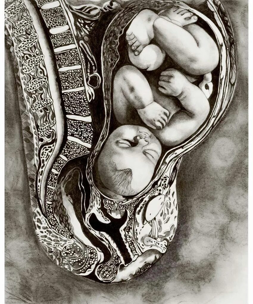 Малыш на 39 неделе беременности. Расположение ребенка в животе. Расположение плода в животе.