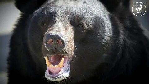 Scary bear