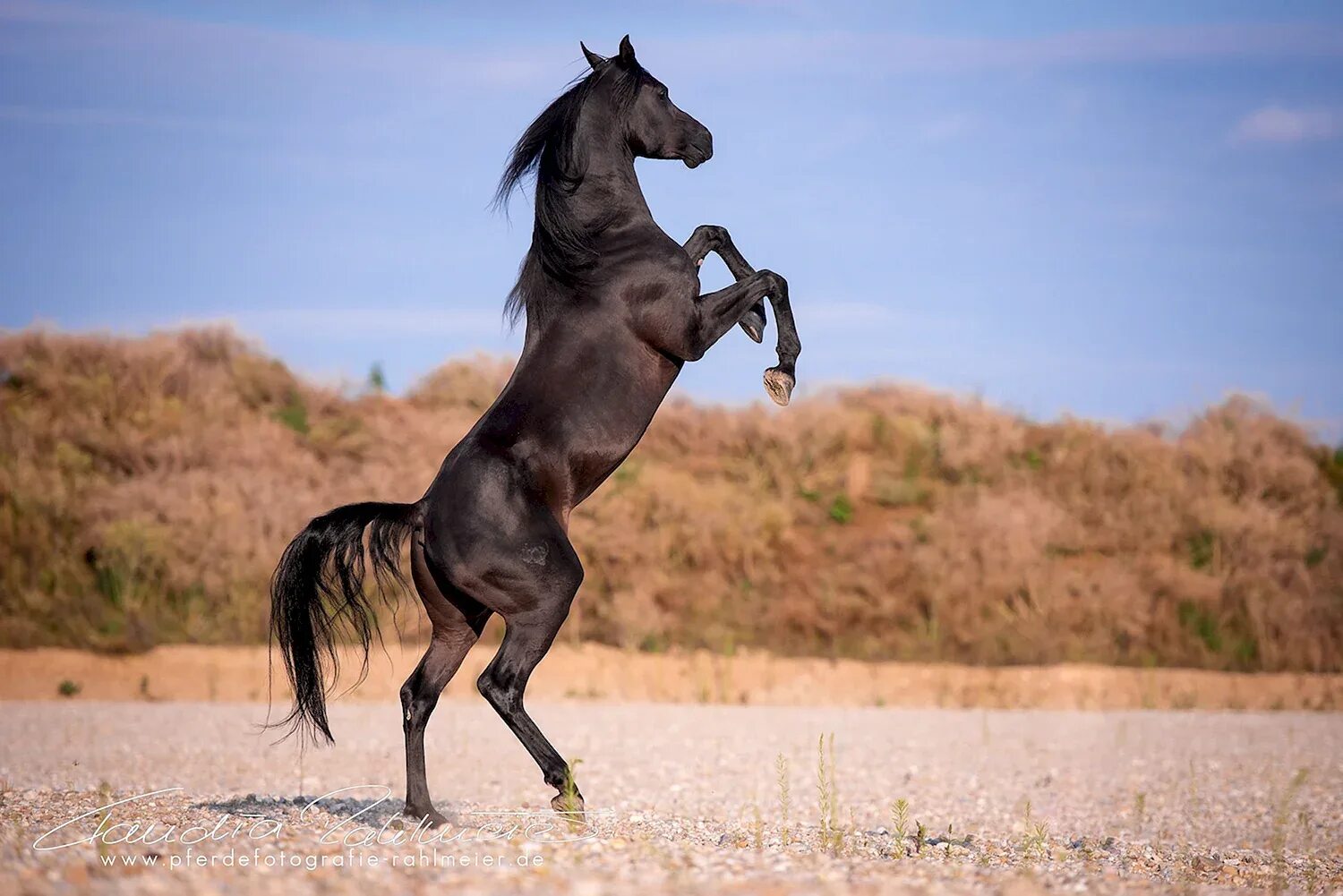 Найти арабский скакун. Лошадь арабский скакун Мустанг. Лошадь Мустанг иноходец. Мустанг черный арабский скакун. Арабские скакуны Мустанги.