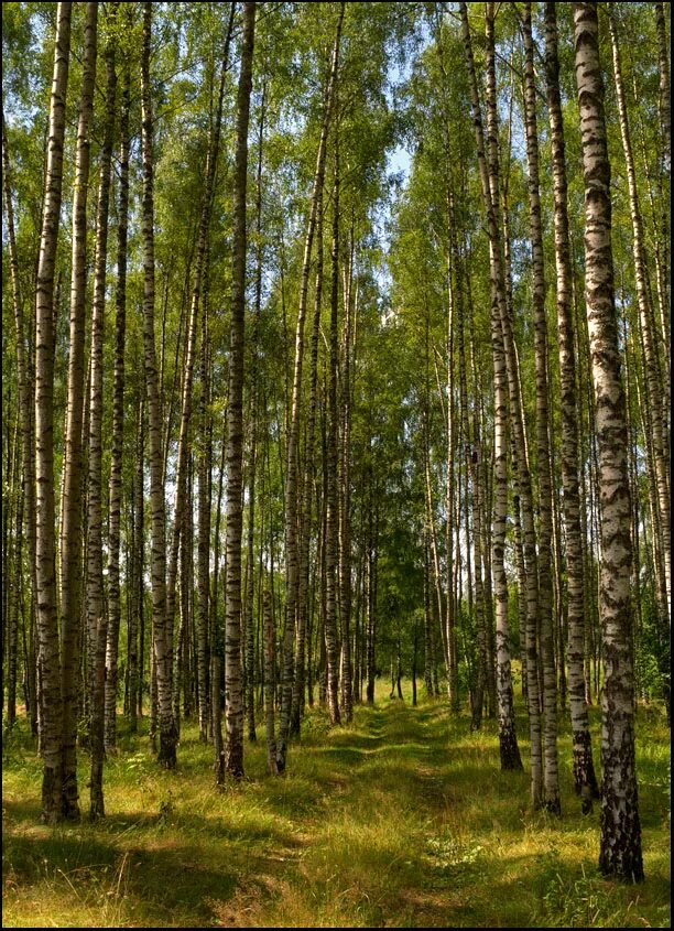 Различие леса. Лесопарк Солнечная роща. Лес роща. Роща фото. Чаща и роща.