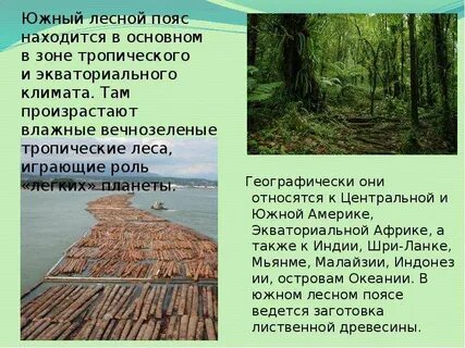 Южный лесной пояс породы деревьев