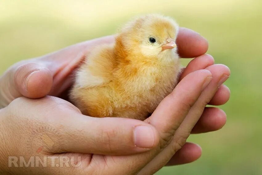 К чему снятся цыплята женщине живые маленькие. Цыпленок. Маленькие цыплята. Цыпленок в руках. Птенчик в руках.