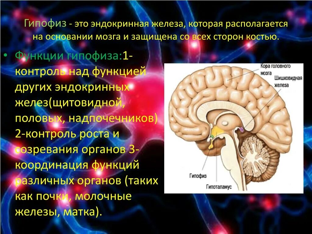 Какая функция гипофиза. Строение головного мозга гипофиз. Функции отделов головного мозга гипофиз. Структура головного мозга гипофиз. Головной мозг человека, гипофиз анатомия.