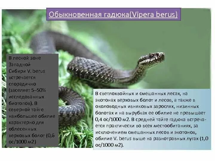 Все виды гадюк. Гадюка дышит легкими. Анатомическое строение гадюки. Строение пищеварительной системы змеи. Королевский питон клоака.