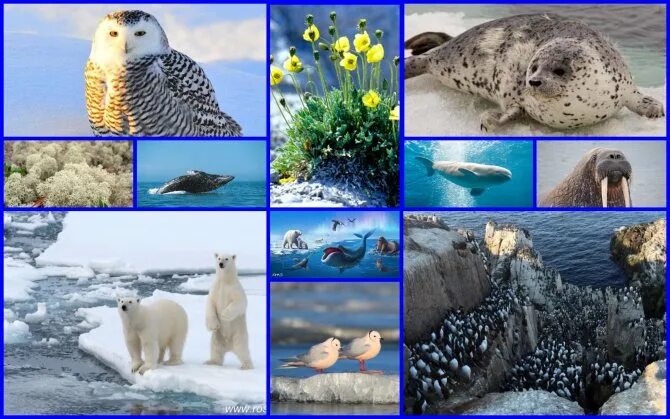 Южный океан природные зоны. Фауна арктических пустынь в России. Арктическая пустыня растительность и животный мир. Фауна арктических пустынь Евразии.