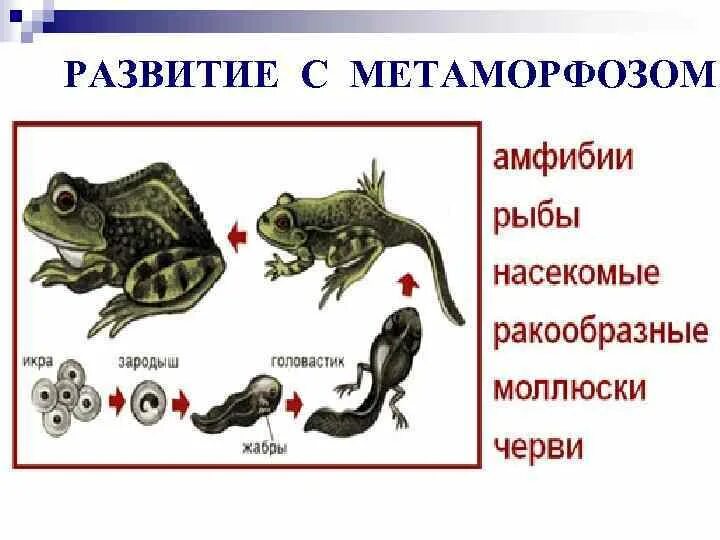 Развитие с метафармозом это. Развитп с метаморфозом. Развитие с метаморфозом у кого примеры. Развитие животных с метаморфозом.