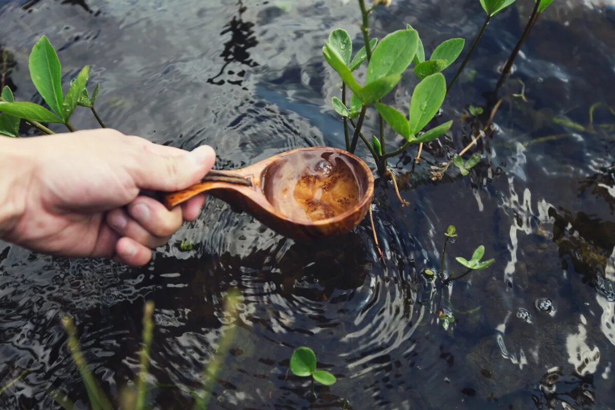 Растительный источник воды