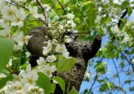 Когда зацветает черемуха в каком месяце
