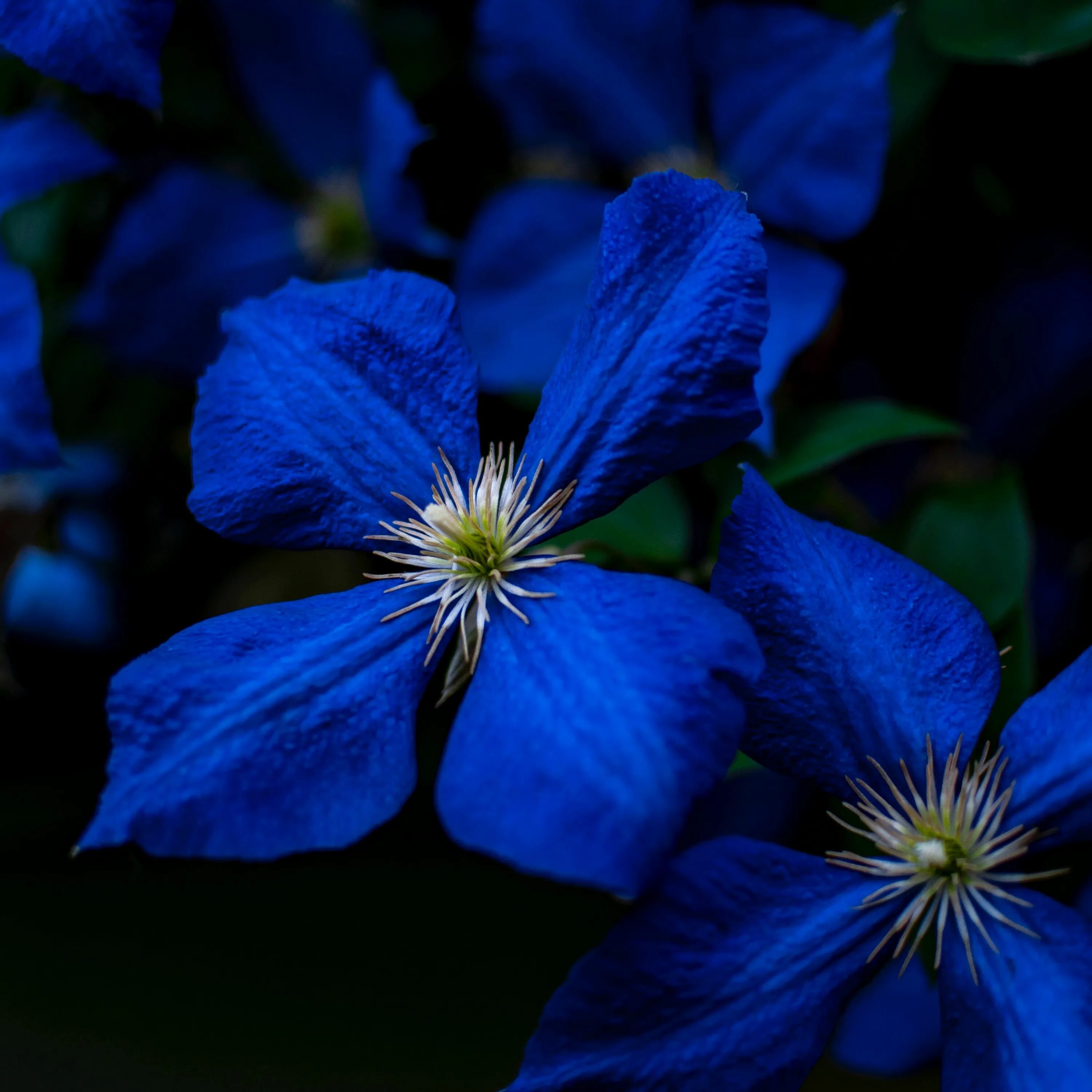 Синие цветы. Цветы синего цвета. Сини t цветы. Синий цвет.