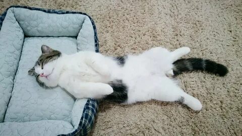 Кот лежит нога на ногу