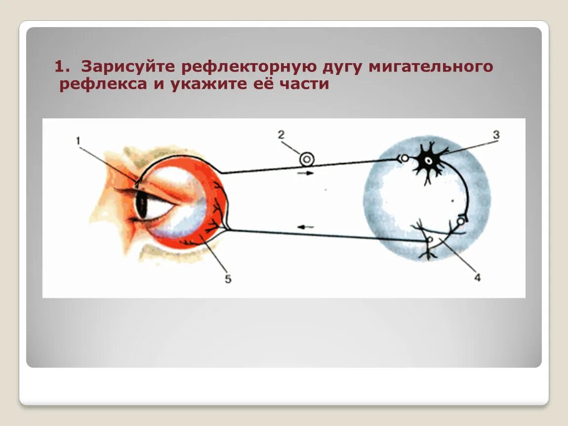 Получение мигательного рефлекса. Схема рефлекторной дуги мигательного рефлекса. Оефлективная дуга мегательного рефлекса. Мигательный рефлекс рисунок. Рефлекторная дуга мигательного рефлекса биология 8.