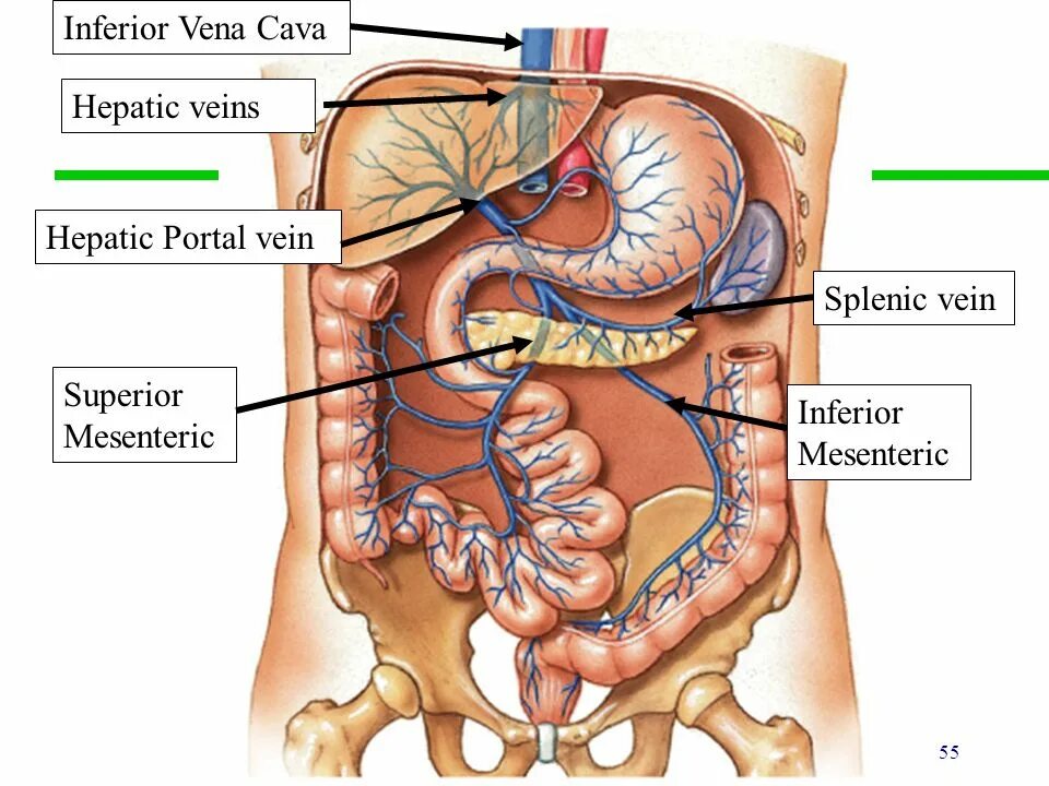 Показать расположение внутренних органов брюшной полости Opening the thoracic cavity Thoracic cavity, Thoracic, Human body anatomy