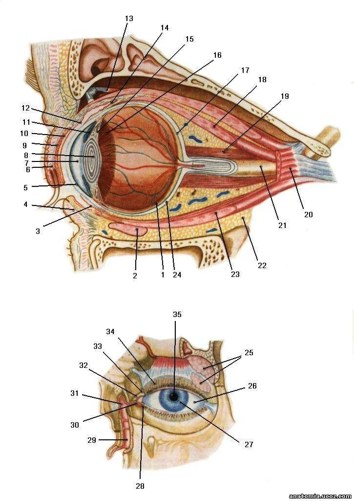 Зона глаз. Тарзальная конъюнктива. Строение глазного яблока. Строение глаза нижнее веко. Конъюнктива глазного яблока анатомия.