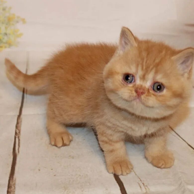 Рыжий британец котенок. Кот британский рыжий британец. Британские котята рыженькие. Британский короткошерстный котенок рыжий.