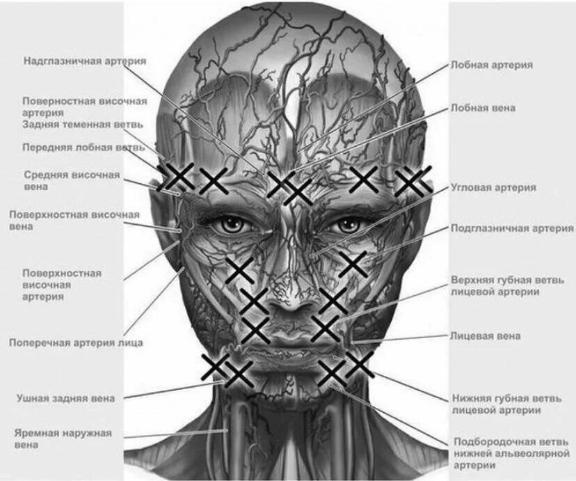 Косметология мышцы. Опасные зоны лица анатомия. Анатомия лица для косметологов опасные зоны. Сосуды лица анатомия для косметологов.