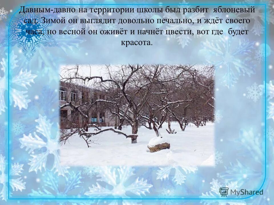 донецкий ботанический сад. снежные постройки в детском саду. презентация зимних участков в доу. польский сад зимой. английский сад зимой.