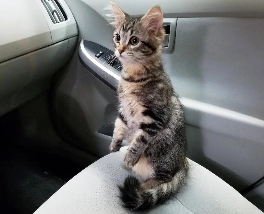 Коты ездят. Котик в машине. Кошка в салоне автомобиля. Машина кошечка. Котенок за рулем.