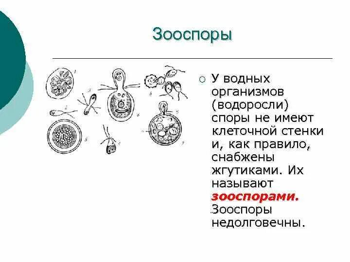 Водоросли имеют семена. Зооспоры. Зооспоры у водорослей. Споры и зооспоры. Образование зооспор у водорослей.