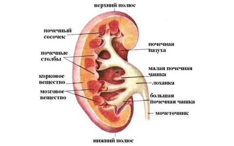 4 почки расположены