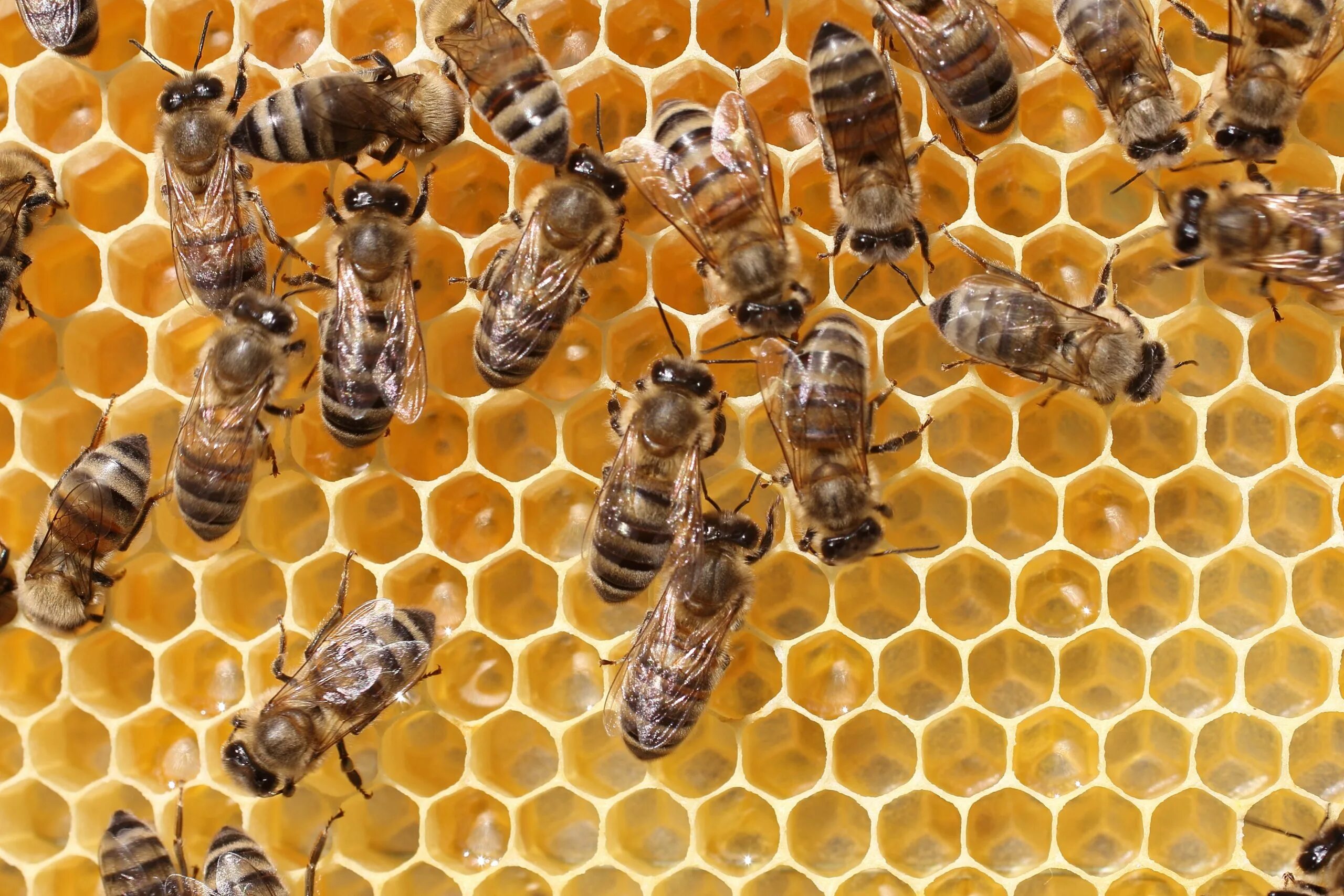 Пчелиный улей. Улей для пчел. Соты пчелиные. Пчелы в улье. Купить пчелосемьи в 2024 году