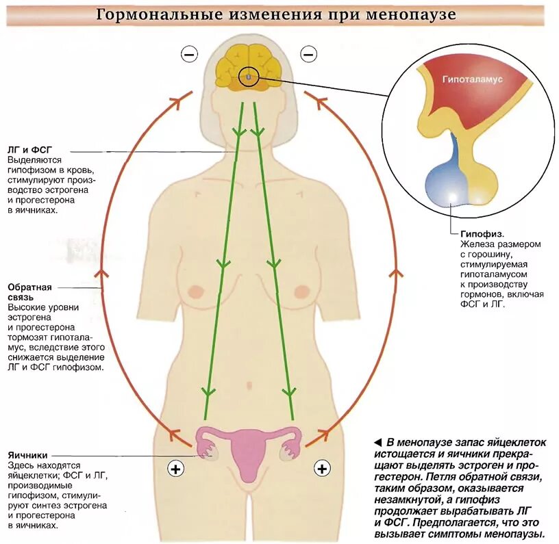 Гормоны после менопаузы. Гормональные изменения. Горионы в меньпаузе у жен. Эндокринные изменения при климаксе. Гормональные изменения при менопаузе.