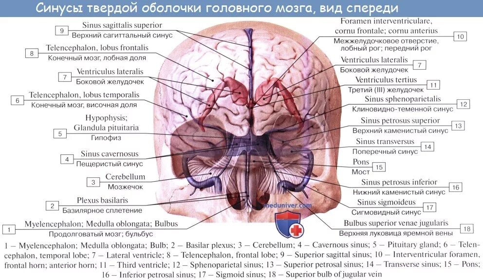 Пещеристый синус твердой мозговой оболочки. Верхний Сагиттальный синус твердой мозговой. Поперечный синус твердой мозговой оболочки. Венозные синусы твердой мозговой оболочки. Мозговые артерии латынь